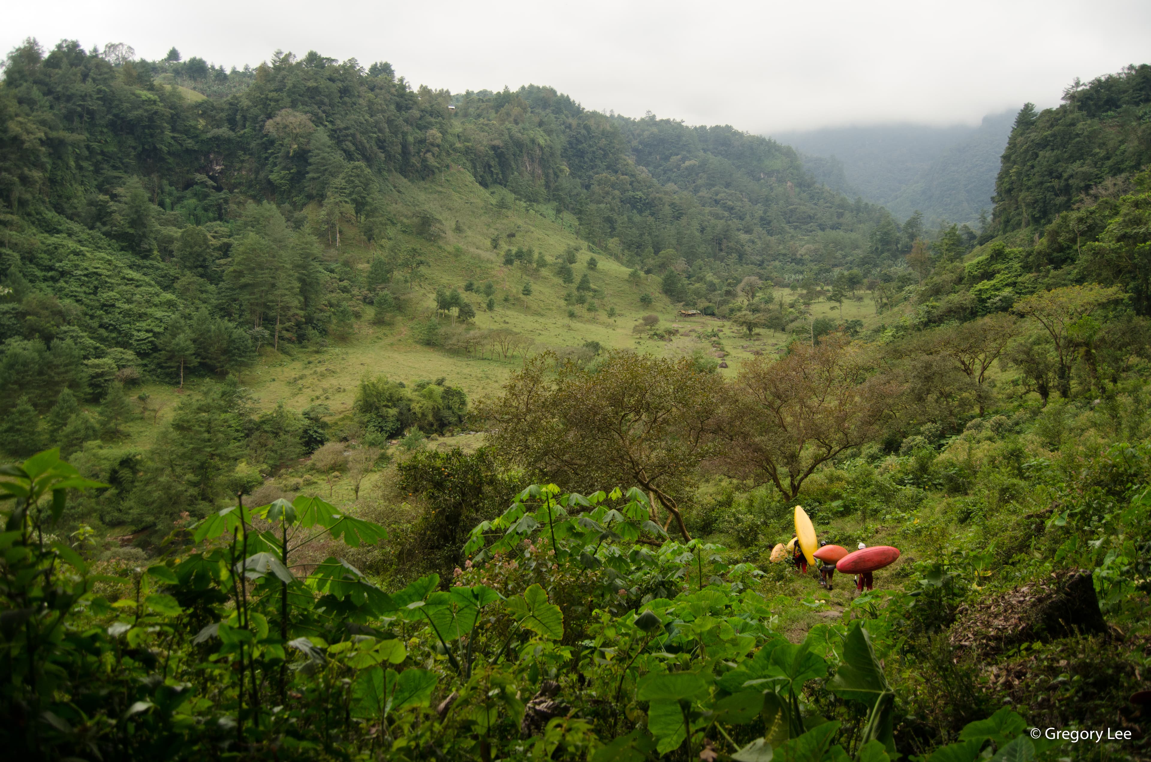 The Mexican Jungle