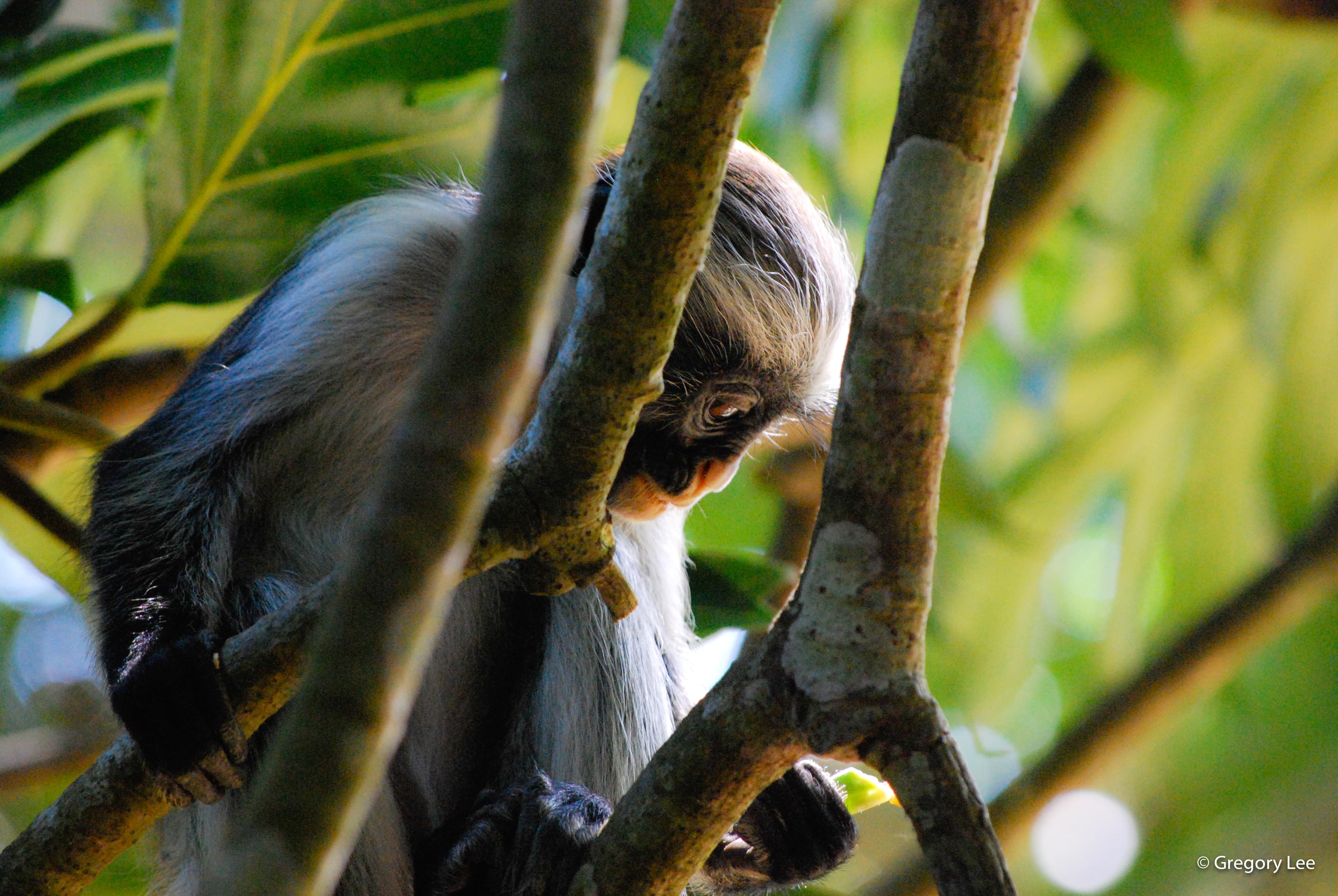 African Monkey