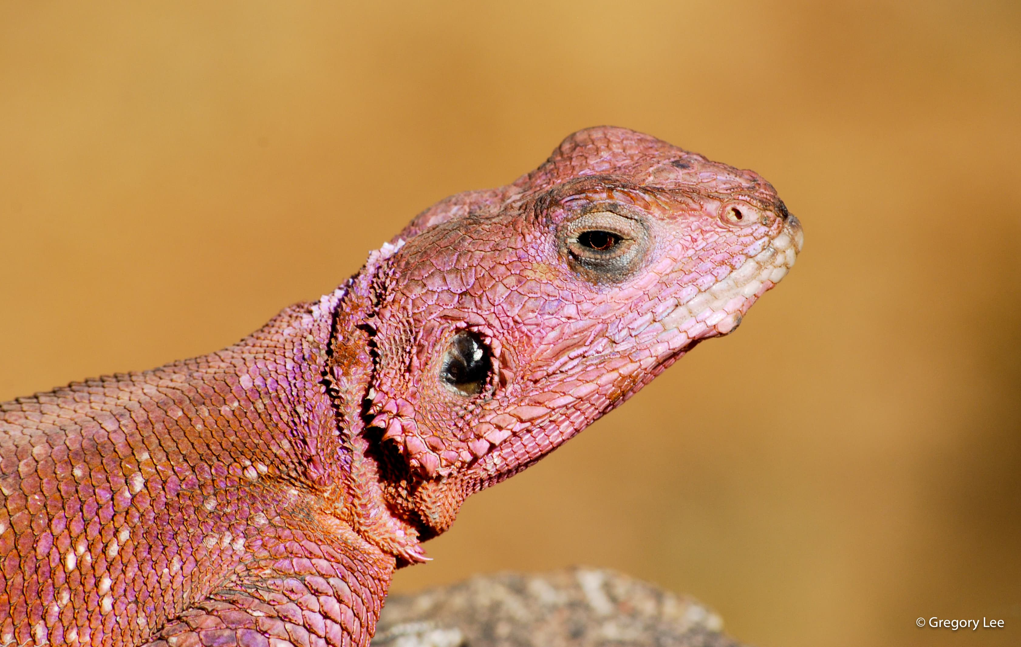 Agama Lizard