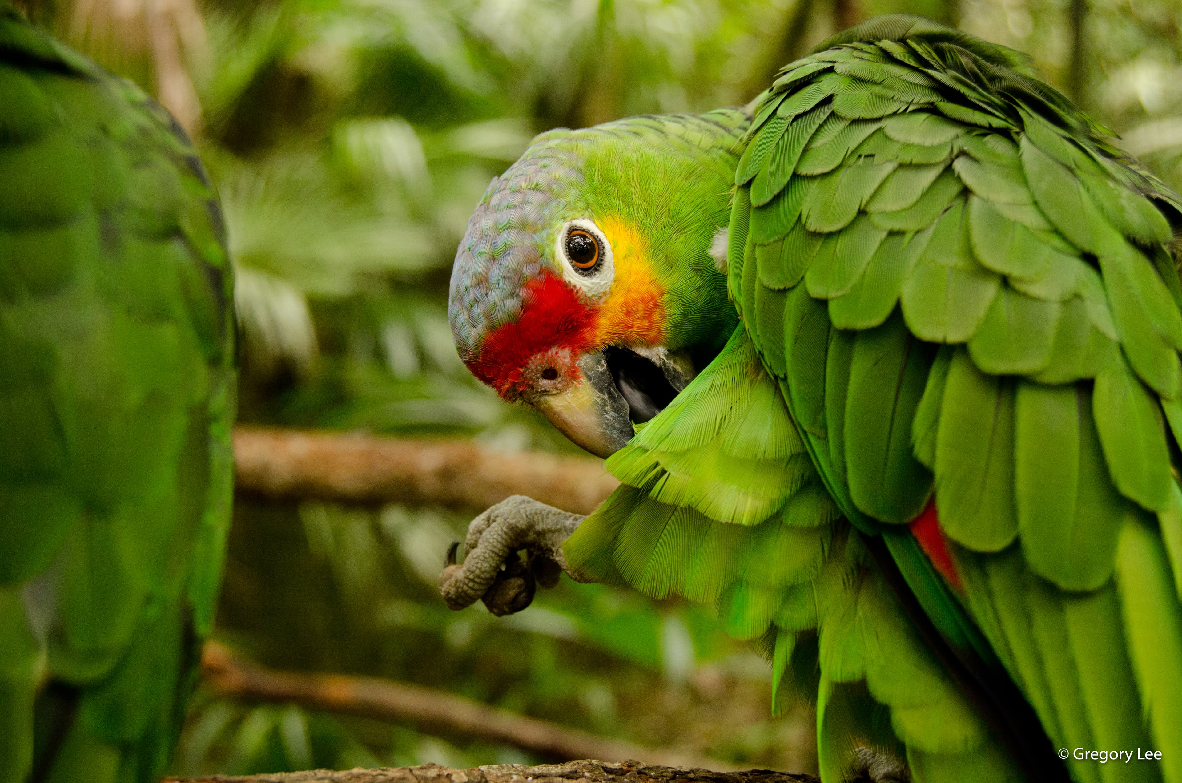 Belize Parrot