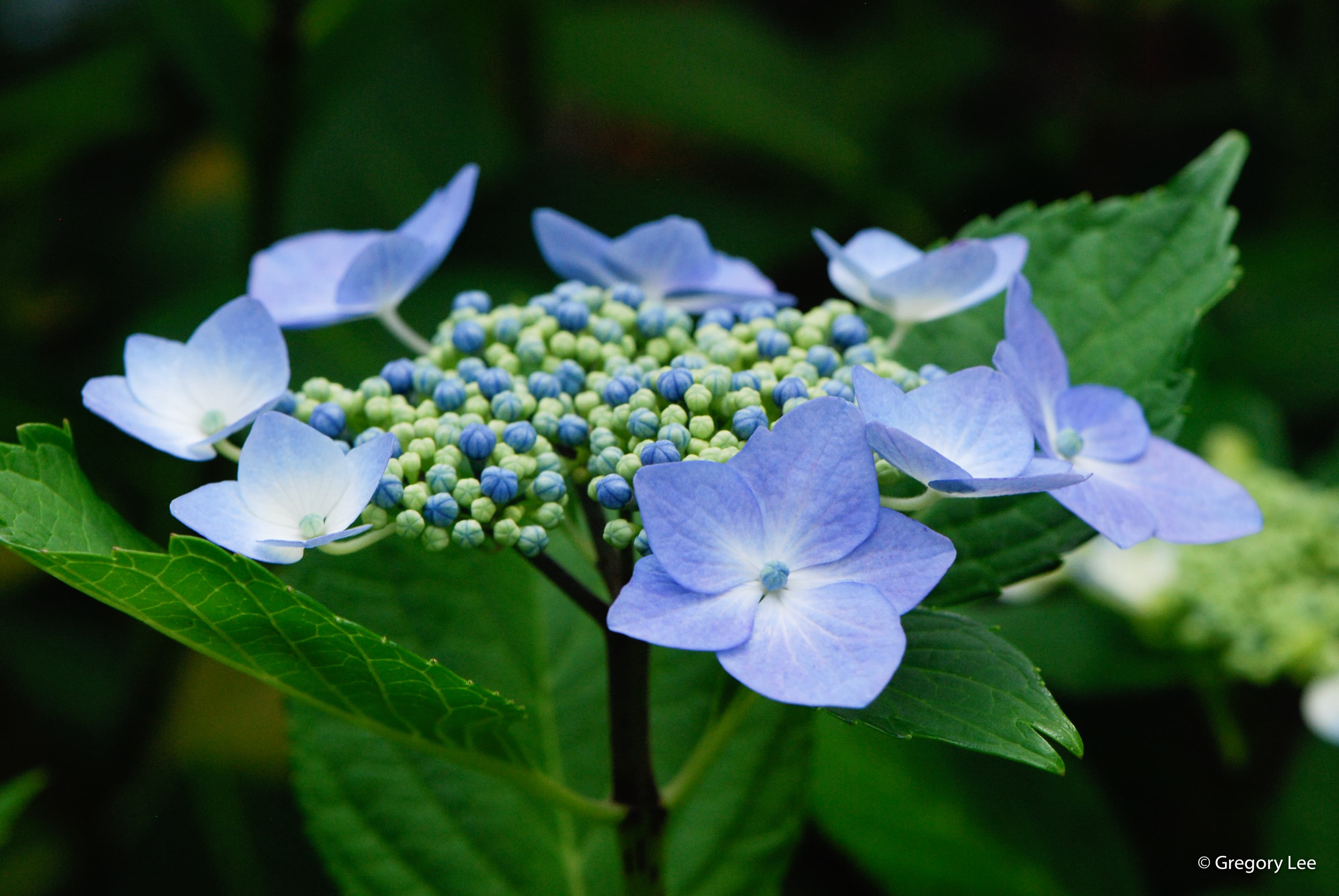 Blue Flower Circle