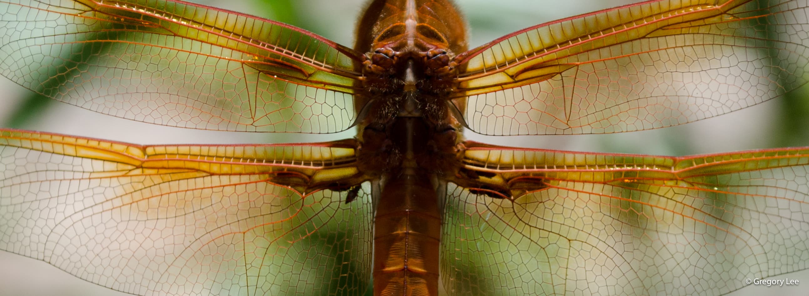 Dragonfly Wings