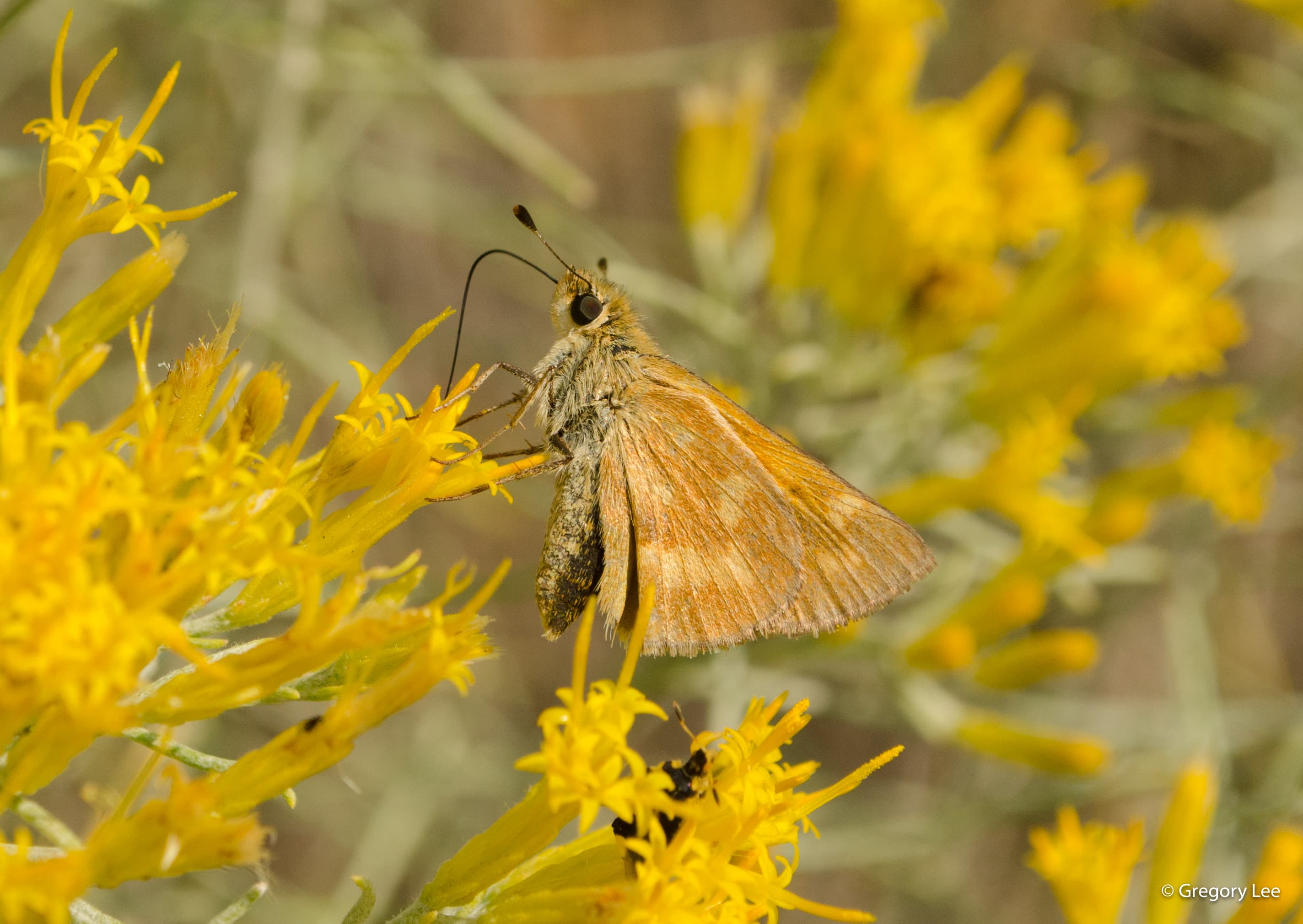 Drinking Butterfly