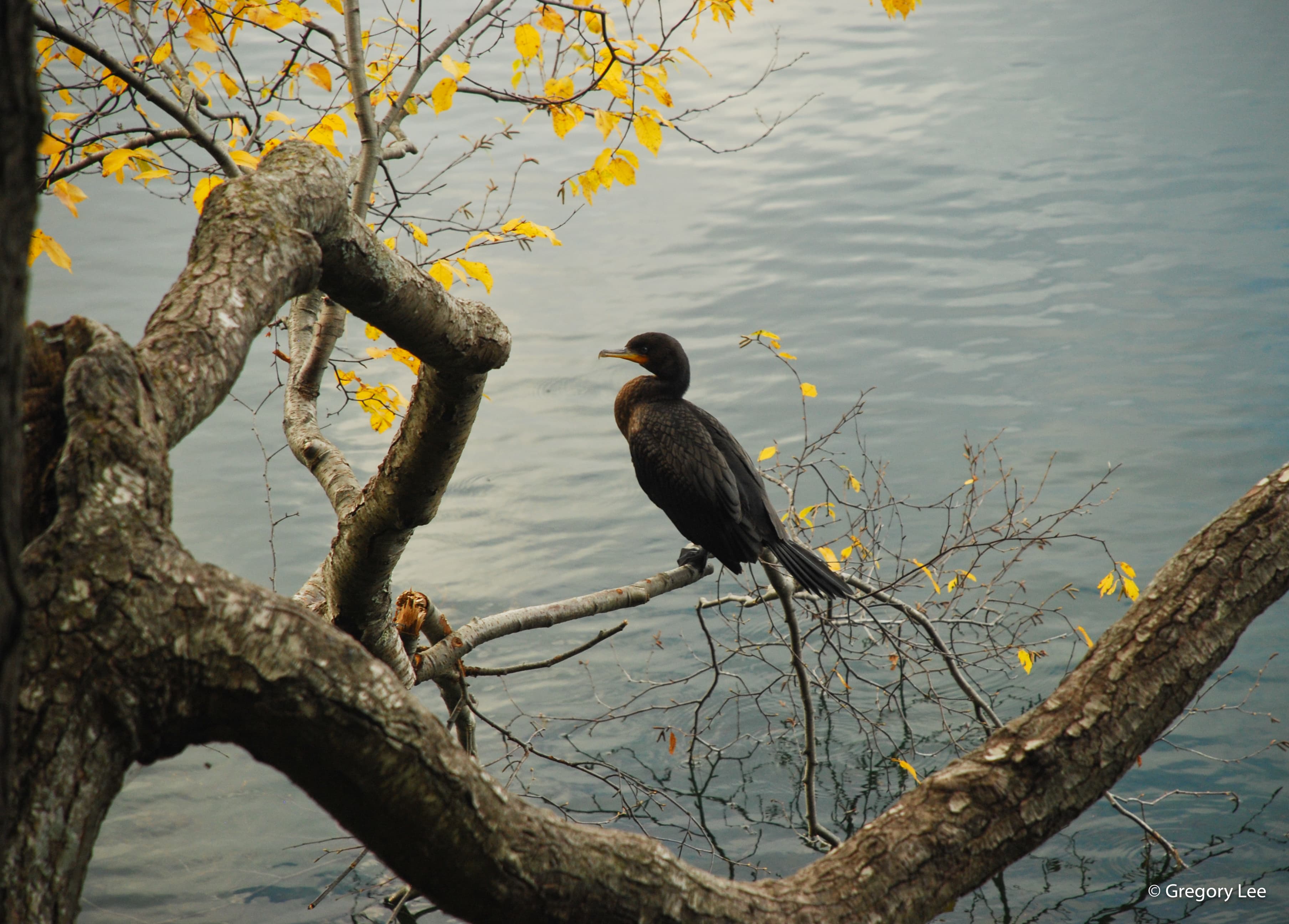 Fall Duck