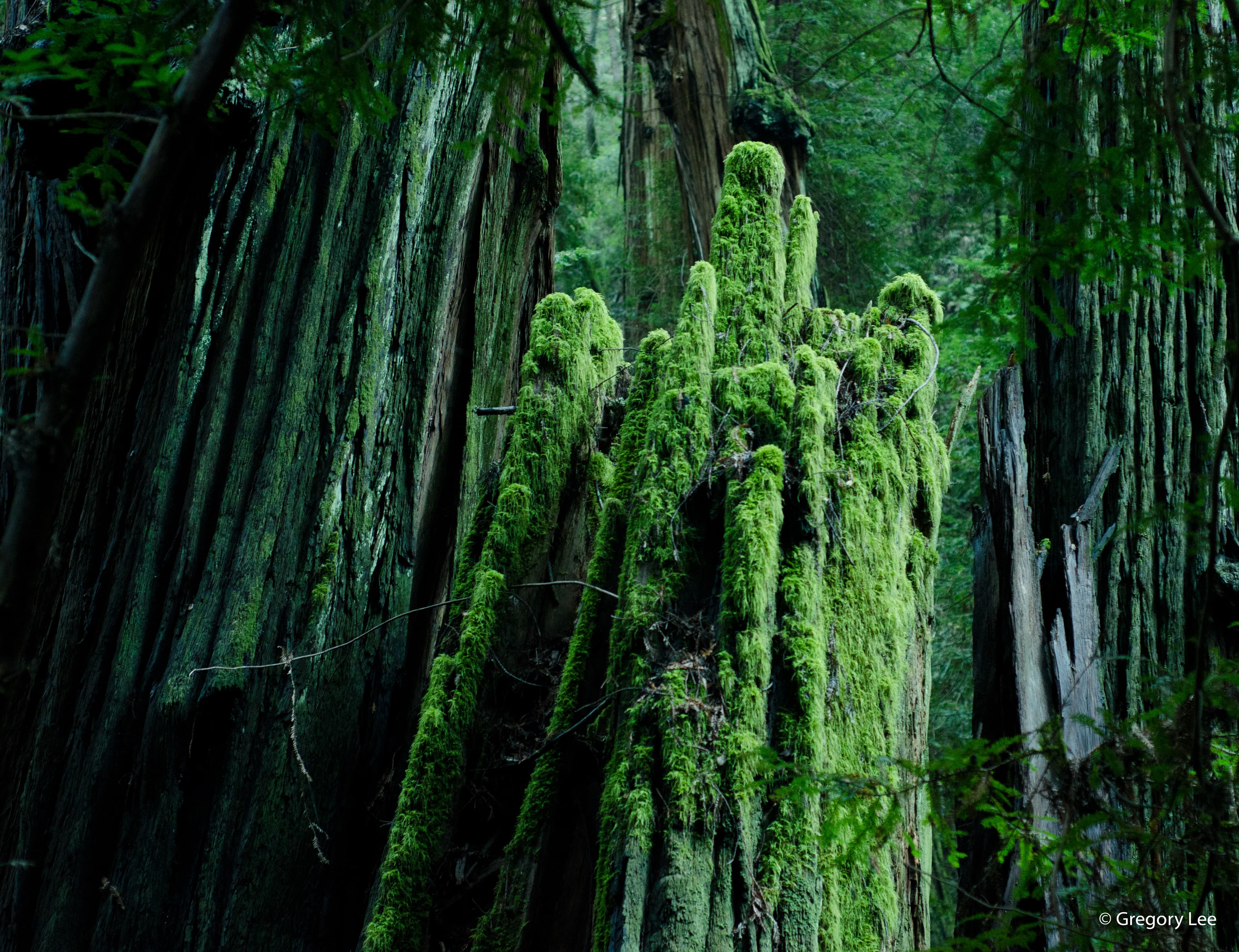 Green Stump